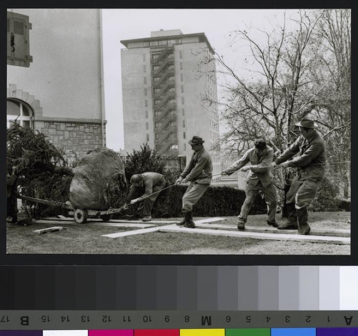 Site du CHUV avant la construction de ce dernier: pose d'un cédre. Au fond le bâtiment des Allières à gauche et la tour de Chantepierre au centre.
