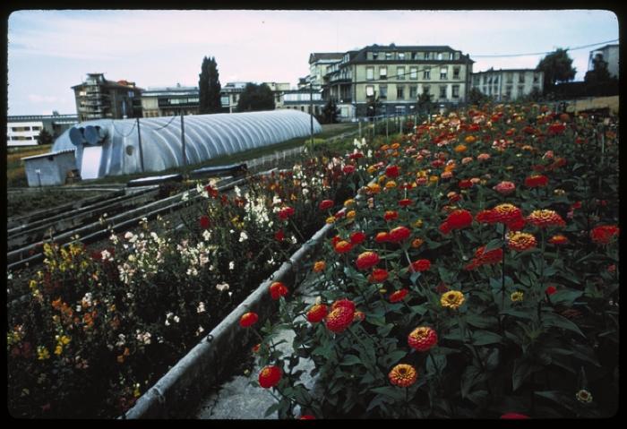 Site du CHUV avant la construction de ce dernier. De droite à gauche sur l'arrière plan, l'hôpital cantonal, le bloc opératoire, le pavillon chirurgical et son annexe.
