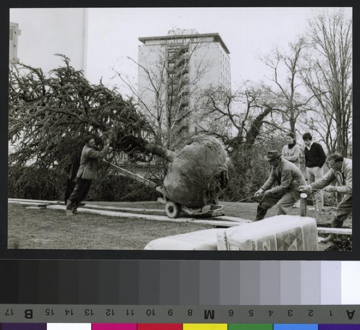 Site du CHUV avant la construction de ce dernier: pose d'un cédre. Au fond le bâtiment des Allières à gauche et la tour de Chantepierre au centre.