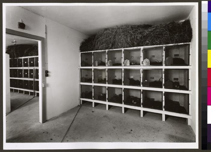 Cages superposées contre une paroi, dans deux salles en enfilade, surmontées d'une réserve de paille, dans l'Institut d'hygiène et de bactériologie, actuel Institut de microbiologie.